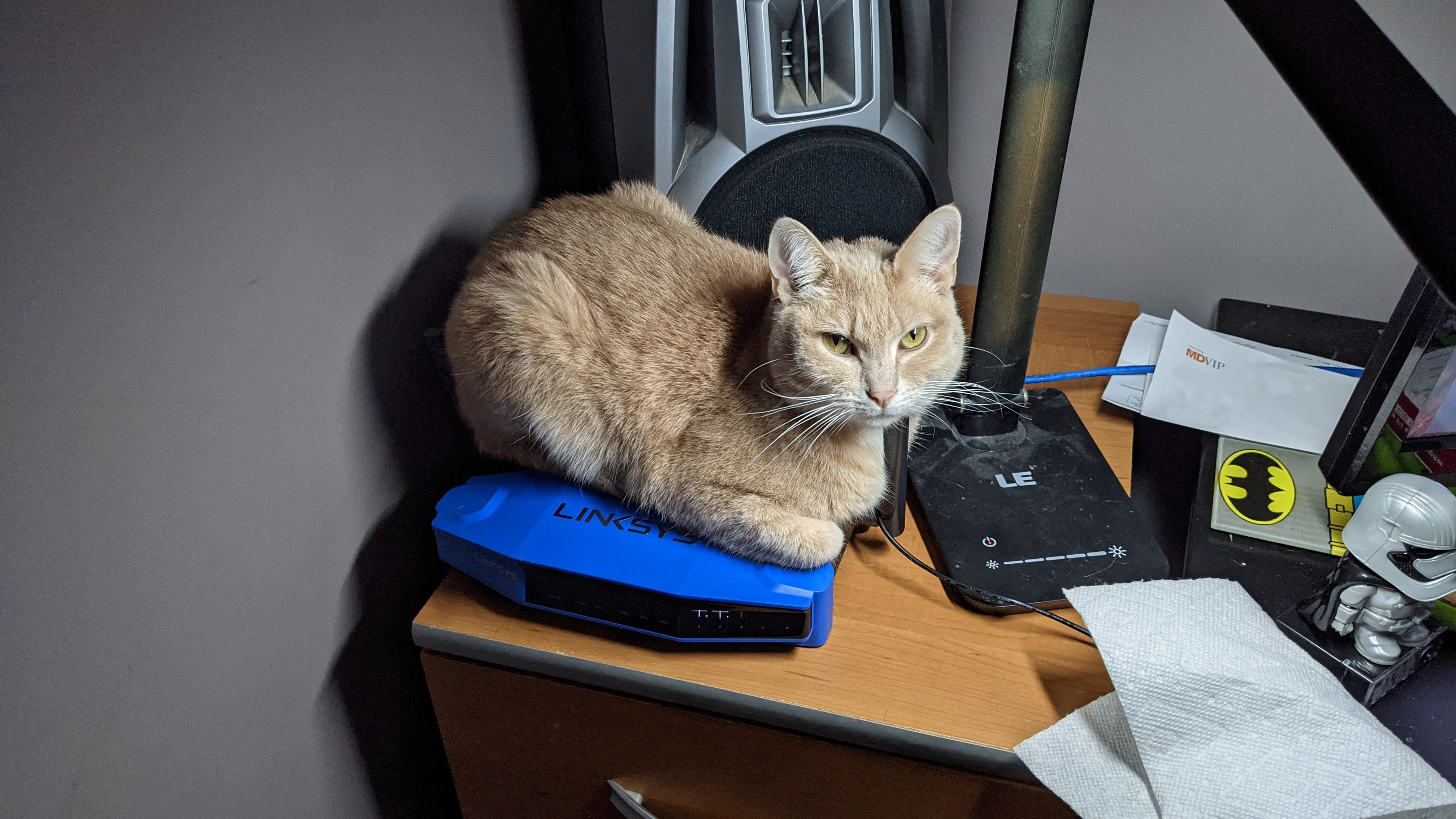 router cat!